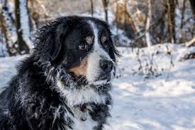 dog in snow