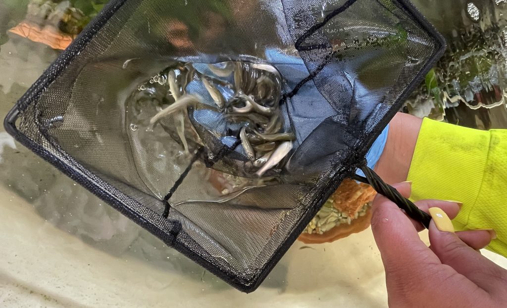Flathead Minnows in fishing net